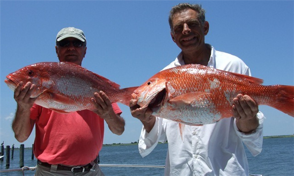 red snapper